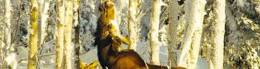 Moose Snack (N. Hannan Photo)